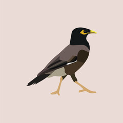 Martin- A Beautiful Rural Bird of Bangladesh