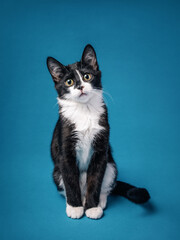 Funny tuxedo kitten sitting looking at camera on a blue background.