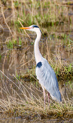 a grey heron is lookinge for food on a field