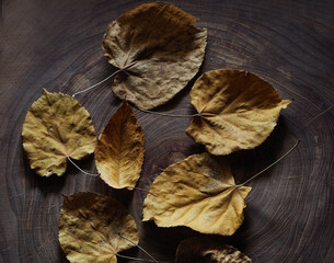 Dried tree leaves standing on wooden table
