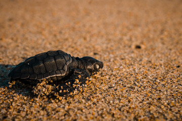 tortuga recien nacida yendo hacia el mar 
