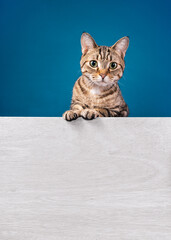 Cute tabby cat standing behind white message board on a blue background. Copy space for your text. - 582513686