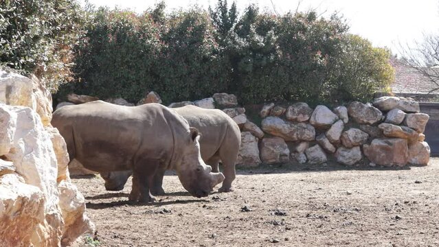 deux rhinoc&eacute;ros dans un parc animalier