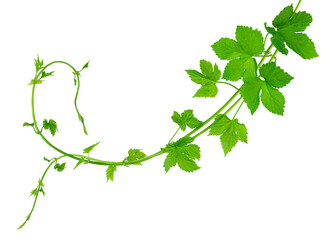 Fresh green hops branch, isolated on a white background. Hop cones with leaf. Organic Hop Flowers. Close up. Brewery