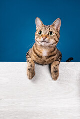 Happy tabby cat with paws up on white message board on a blue background. Copy space for your text. - 582514092