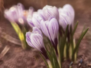 Fototapeten Fioletowe krokusy na działce oznaka wiosny © pinus25