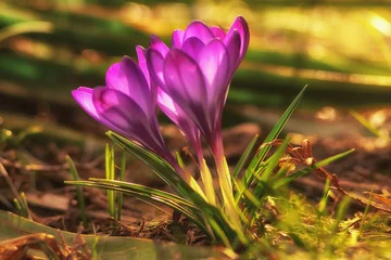 Fototapeten Fioletowe krokusy na działce oznaka wiosny © pinus25