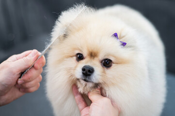 A woman combs a cute Pomeranian after a haircut. Spitz dog in the grooming salon. 