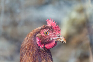 Portrait of a hen, golden - light brown one, moody photo