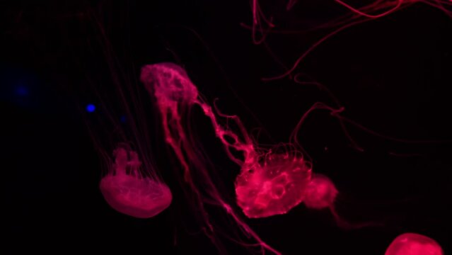 Group of fluorescent jellyfish swimming underwater aquarium pool. The Japanese sea nettle chrysaora pacifica in aquarium with red neon light. Theriology, tourism, diving, undersea life.