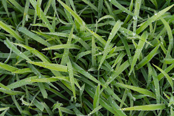 Background of dew drops on bright green grass