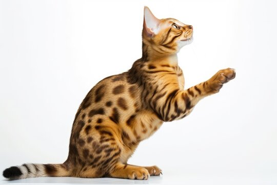 Bengal cat with raised paws sitting on a white background. Generative AI