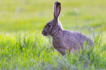 Very close view of a black-tailed jackrabbit, seen in the wild near a north California marsh 