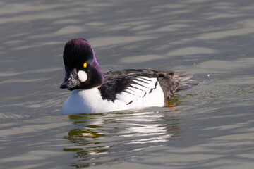 Male Common Goldeneye, seen in the wild in a North California marsh