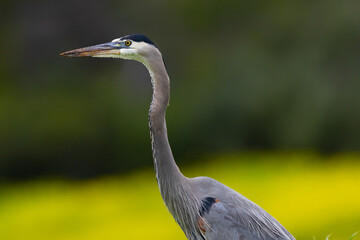 Close-up of a great blue heron, seen in the wild in North California
