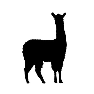llama silhouette, alpaca silhouette - vector illustration