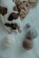 Cute newborn puppies paws with knitting threads.