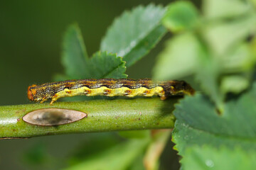 Die Raupe eines Großen Frostspanner, Erannis defoliaria auf einer Pflanze.