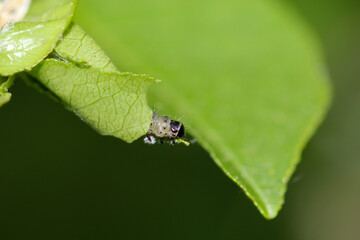 Eine Raupe hat sich in einem Blatt eingewickelt.