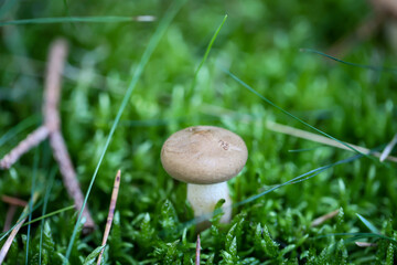 Ein Pilz zwischen Moos und Gras gut versteckt und getarnt.