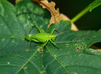 Eine Punktierte Zartschrecke, Leptophyes punctatissima auf einem Blatt.
