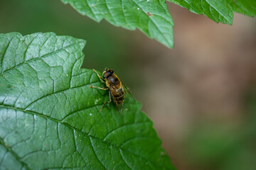 Nahaufnahme einer Wald Mistbiene auf einem Blatt.