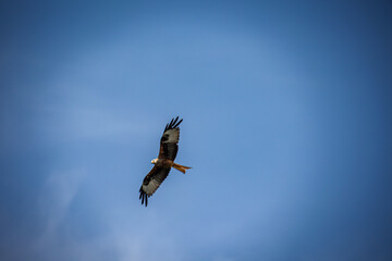 Ein roter Milan mit ausgebreiteten Schwingen kreist am Himmel.
