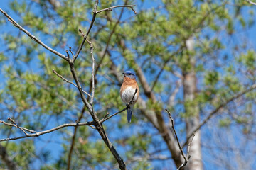 Eastern bluebird on a branch