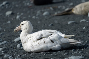 White Giant Petrell