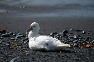 White Gient Petrell