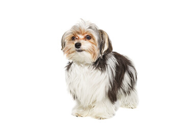 Puppy Maltese lapdog isolated on white background...