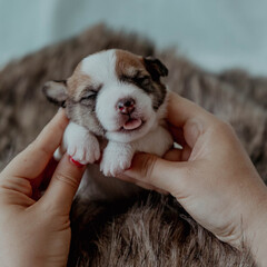 Cute newborn puppy jack russell terrier, paws and tongue