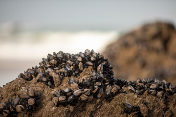 Mussels on the rocks at Great Western Beach in Newquay UK during low tide.