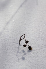 close-up of young trees in a snow-covered forest