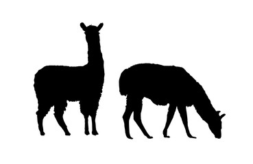 llama silhouette, alpaca silhouette - vector illustration