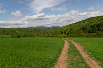 Fototapeta na wymiar spring green a path to the hill
