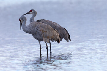 A couple of Sandhill cranes, seen in the wild in a North California marsh 