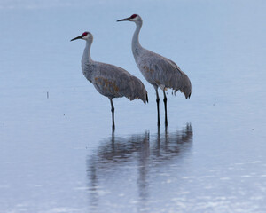 A couple of Sandhill cranes, seen in the wild in a North California marsh 