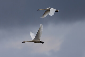 Snow geese flying in beautiful light, , seen in the wild in a North California marsh