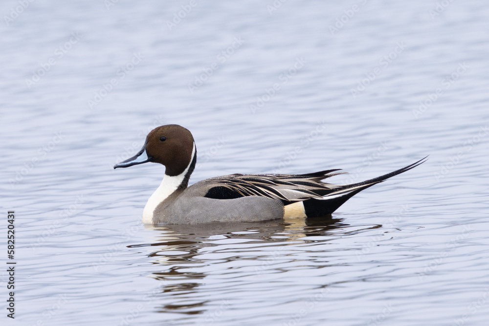 Canvas Prints Very close view of a Northern pintail,  seen in a North California marsh