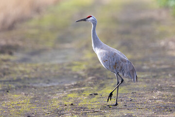 Sandhill crane, seen in the wild in a North California marsh 