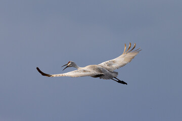 Sandhill crane, crane, , landing, flying, wing, beauty, stork, spread wings, feather, beak, white, marsh, water, swamp, blue, long, marsh, warm colors, long beak, water, harmony, beauty, white, brown,