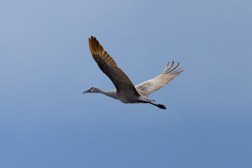 Fototapeta premium Sandhill crane, crane, , landing, flying, wing, beauty, stork, spread wings, feather, beak, white, marsh, water, swamp, blue, long, marsh, warm colors, long beak, water, harmony, beauty, white, brown,
