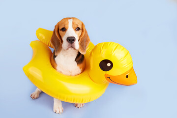 A beagle dog in an inflatable floating circle in the shape of a duckling on a blue isolated...