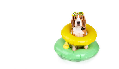 A beagle dog wearing swimming goggles and an inflatable floating circle on a white isolated background. Summer holidays. Banner. Copy space.