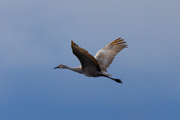 Sandhill crane, crane, , landing, flying, wing, beauty, stork, spread wings, feather, beak, white, marsh, water, swamp, blue, long, marsh, warm colors, long beak, water, harmony, beauty, white, brown,