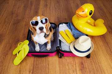 A beagle dog wearing sunglasses is sitting in a suitcase with things and accessories for a summer...
