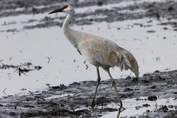 Sandhill crane, seen in the wild in a North California marsh 