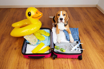 A beagle dog at a suitcase with things and items for a summer vacation at sea. 
