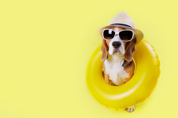A beagle dog wearing hat, sunglasses and a floating ring on a yellow background. The concept of a...